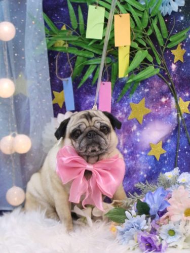 20250712くりこちゃん